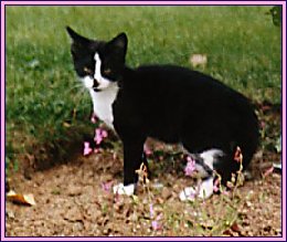 aliments pour chats